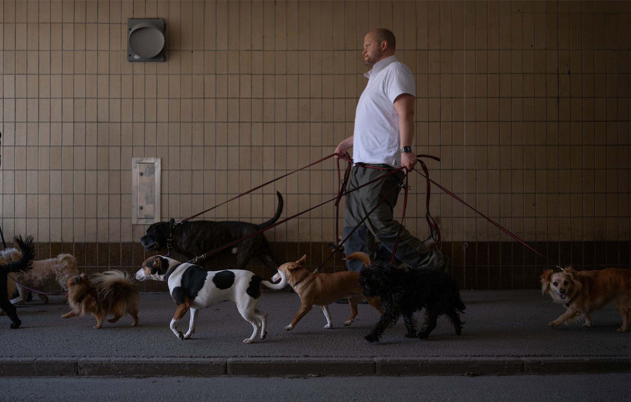 Hundar genom gångtunnel vid Sveavägen ledda av Hundgrottan